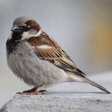 Two Male House Sparrows 03 02 14 Tropical Birds Beautiful Birds Pet Birds