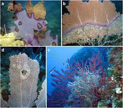 Image result for Microcoelia corallina