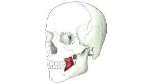 Be that as it may, what number of bones are there in the human body?visit here for more. The Muscles Of The Face