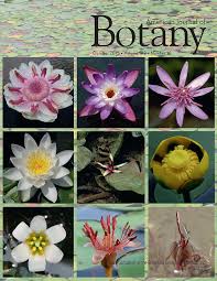 Image result for Achyrospermum carvalhoi