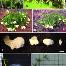 Image result for Hyparrhenia anemopaegma