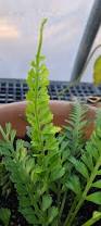 Image result for Asplenium currorii