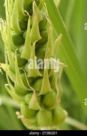 Image result for Albuca virens
