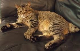 Pixiebob Cat Breed Pixie Bob Cats Cat Breeds Pixie Bob