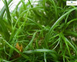 Image result for Eriocaulon setaceum