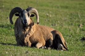 raa_sheep