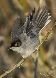Sardinian Warbler Maskeli Otlegen Adana 2020 2020