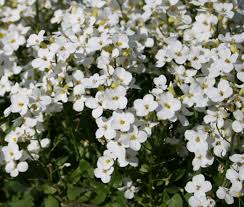 Image result for Arabis