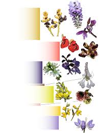 Image result for Dichilus lebeckioides