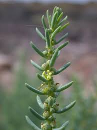 Image result for Suaeda