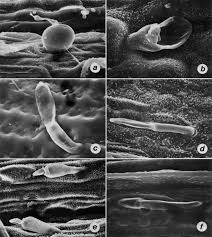 Image result for Isachne buettneri