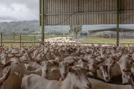 We did not find results for: As U S China Trade War Rages Some Australian Farmers See An Opportunity The New York Times