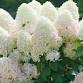 Cape Cod Hydrangea Festival Kickoff Party
