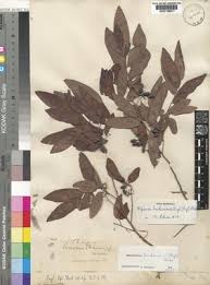 Image result for Monanthotaxis buchananii