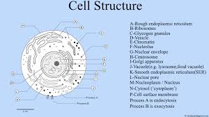Plant cells have a rigid, protective cell wall made up of polysaccharides. Diagram Immune Cell Diagram Full Version Hd Quality Cell Diagram Printerdiagram Carnevalediverona It