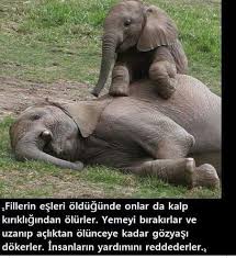 Subhanallah Filler Kadar Olamadik Olursun Olursun Merak Etme Hayvan Hayvan Fotografciligi Hayvan Haklari