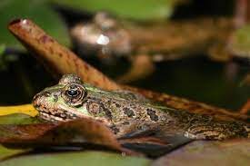 In addition, they consume debris of any kind, larvae and mosquitoes. No Proof Frogs Toads Effective Vs Mosquitoes Philstar Com