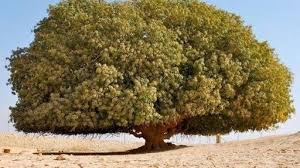 Jun 10, 2021 · sekarang kita akan mempelajari asal mula diciptakannya nabi adam a.s. Sahabat Nabi Muhammad Saw Sejak Kecil Yang Masih Hidup Hingga Saat Ini Bangka Pos