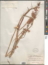 Image result for Hyparrhenia cymbaria