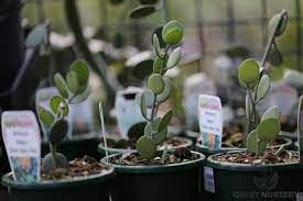 Shown in 6 pot native to southeastern europe and western asia care: Silver Dollar Vine Xerosicyos Danguyi Plant Profile Oxley Nursery Brisbane