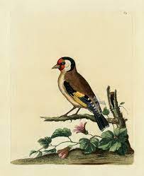 goldfinch bird prints nature prints natural history