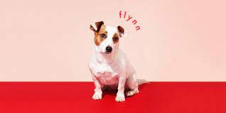 They might have a sophisticated lifestyle, but they are like us when choosing a pet's name. Best Dog Names 200 Most Popular Puppy Names Of 2021