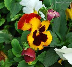 Pansy Flower Scientific Name Best Flower Wallpaper
