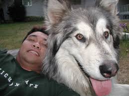 We consider each mal our family members, not just a pet. Giant Alaskan Malamute I Will Own One One Day Alaskan Malamute Giant Alaskan Malamute Malamute