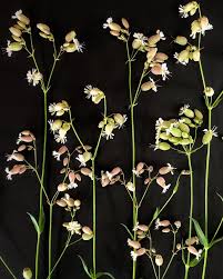 Image result for Silene abyssinica