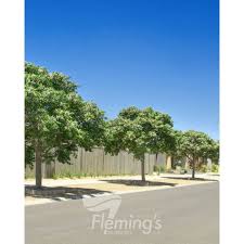 Image result for Melia azedarach