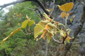 Image result for Eriolaena