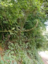 Image result for Albuca nigritana