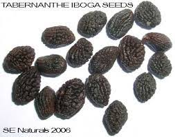 Image result for Tabernanthe elliptica