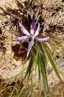 Image result for Babiana bainesii