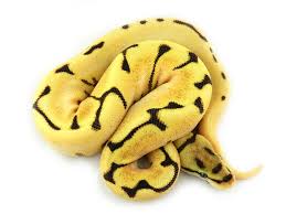 Yellow Belly Fire Dream Bee Morph List World Of Ball Pythons Dream Snake Ball Python Ball Python Morphs