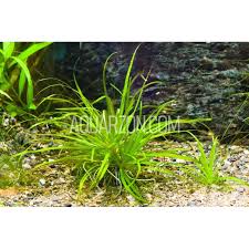 Image result for Blyxa