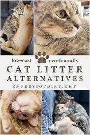 Looking for the best cat litter? Better Cat Litter Low Cost And Eco Friendly Options