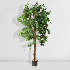 Image result for Ficus tesselata