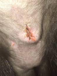 Is My Kitten S Spay Incision Infected Thecatsite