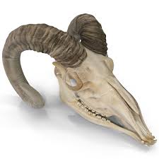 Goat Skull 3d Model Goat Skull Skull Skull Reference