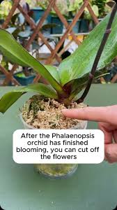 Image result for orchid cuttings