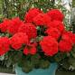 Club Business Meeting:  Plant Sale Overview — San event image