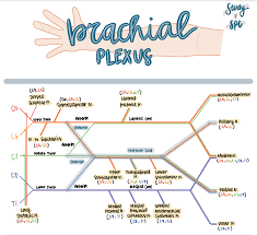 Anatomycorner is a branch of biologycorner.com focused on dissections and body systems. How To Draw The Brachial Plexus Physical Therapy Student Physical Therapy Assistant Student Physical Therapy School