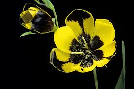 Image result for Hesperantha petitiana