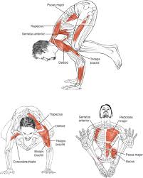 Yoga Time Yoga Blog Exercices De Musculation Pour Hommes Systeme Musculaire Hata Yoga