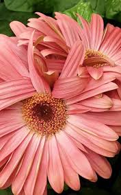 Image result for Gerbera jamesonii