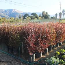 Image result for Dodonaea viscosa