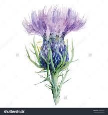 Stock Vektor Milch Distel Blume Aquarell Malerei Vektor Illustration 2698642 Aquarell Blume Thistles Art Thistle Painting Watercolor Flowers Paintings