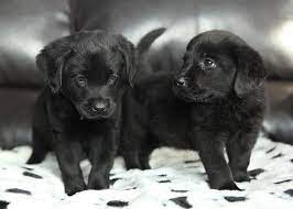 Find puppies in your area and helpful tips and info. Yellow Black Chocolate Labrador Puppies For Sale In Ontario Asklar Labradors