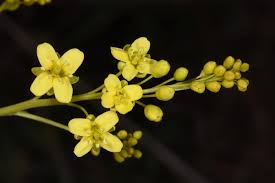 Image result for Crambe kilimandscharica